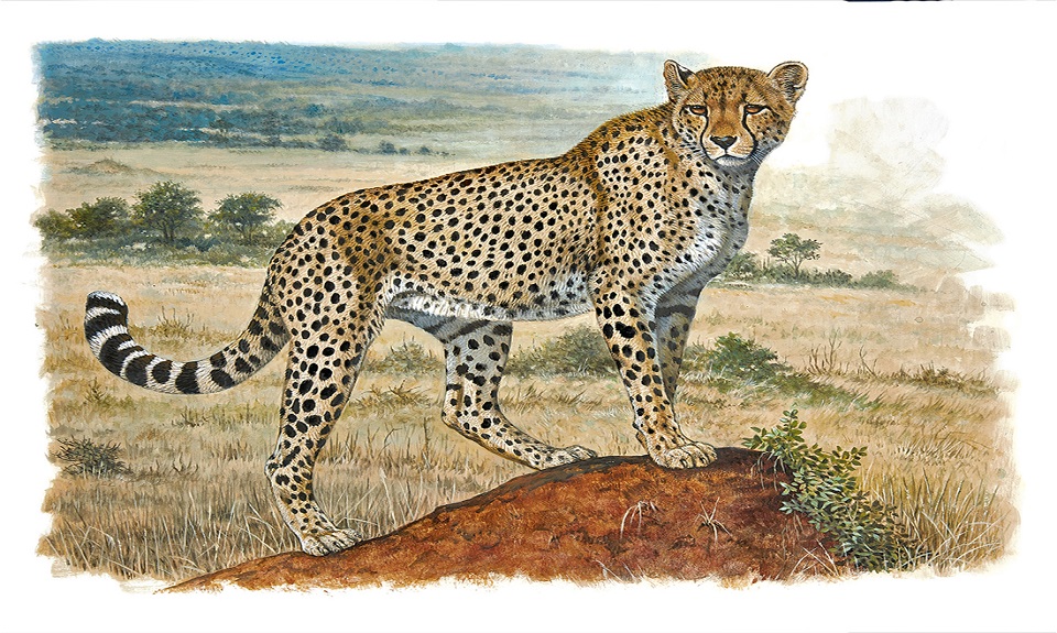 “Forte Fragile”: Hermès omaggia i felini e Robert Dallet alla GAM di Milano