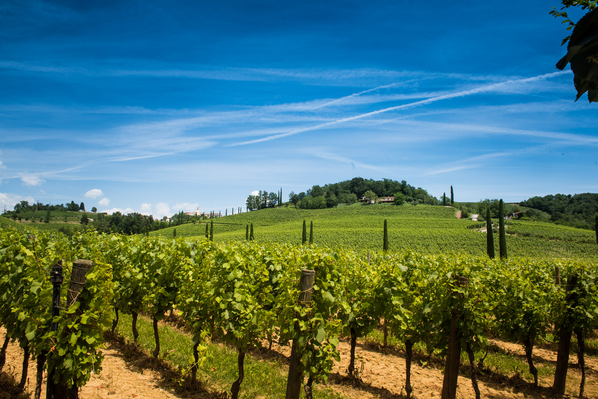 Nella terra del Collio, il percorso del vino alla riscoperta dei cinque sensi