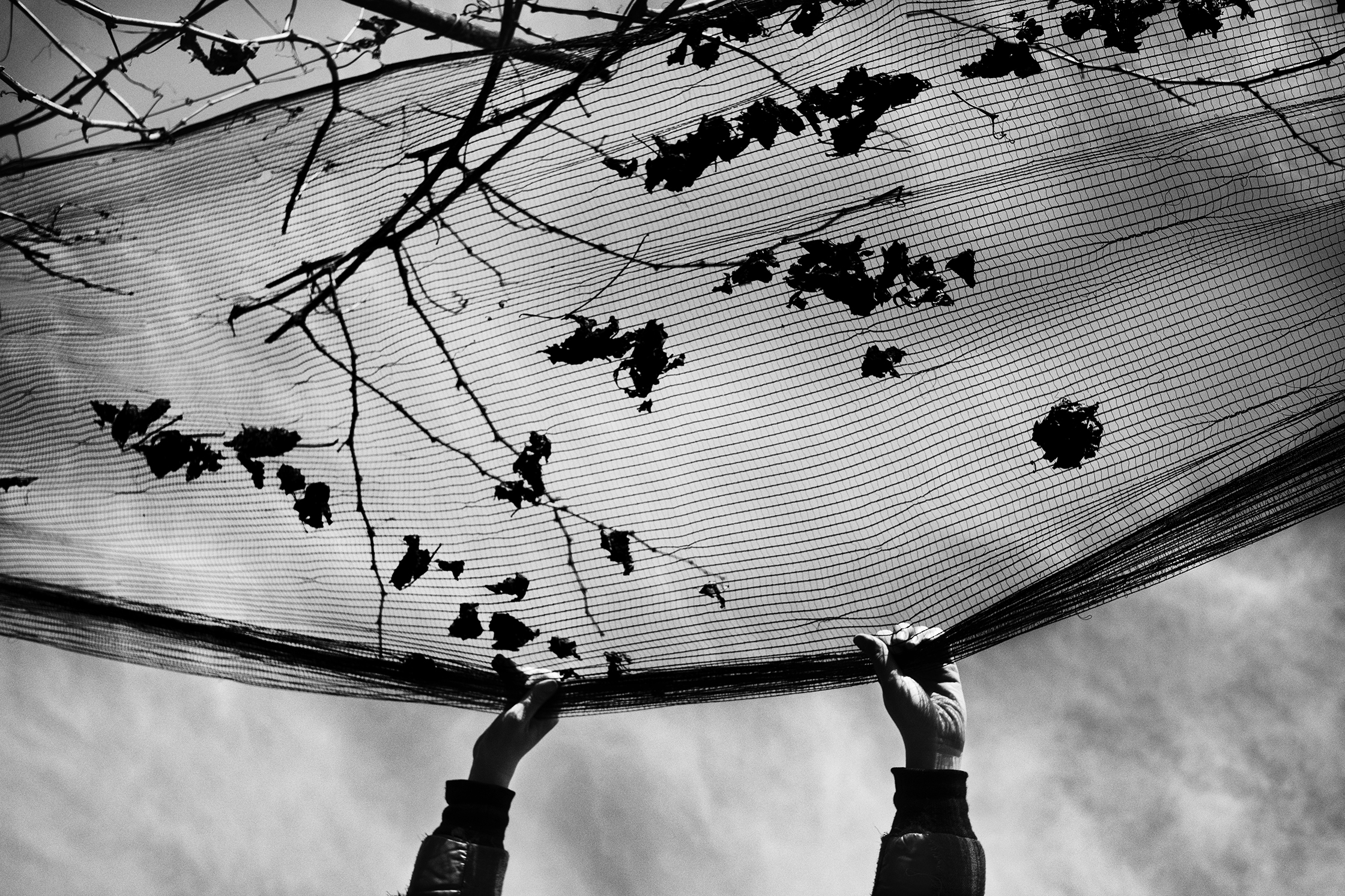 L’azienda agricola Le Colture omaggia il Valdobbiadene con la mostra fotografica “A disegnar le vigne”